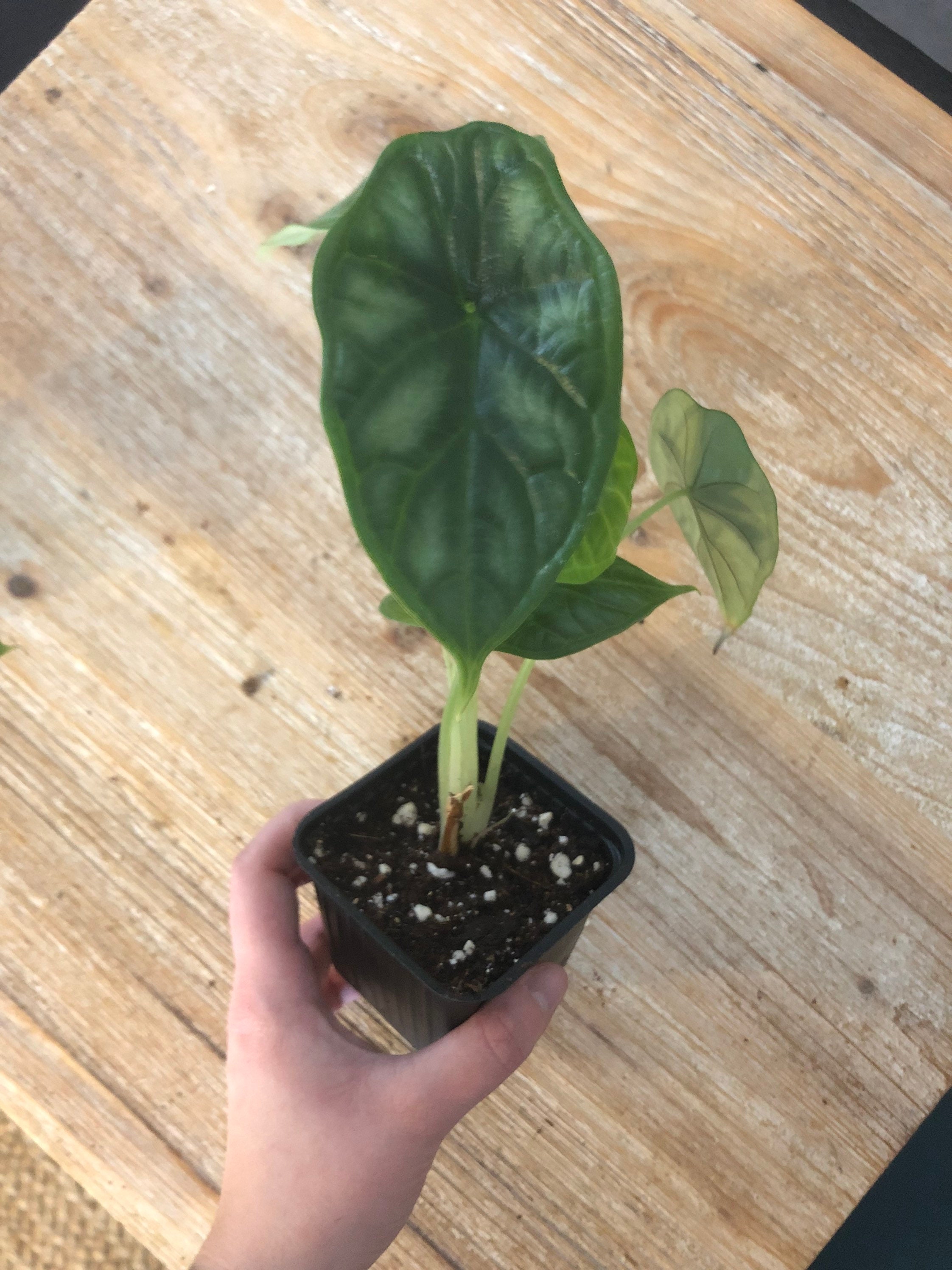 Alocasia Dragon Scale