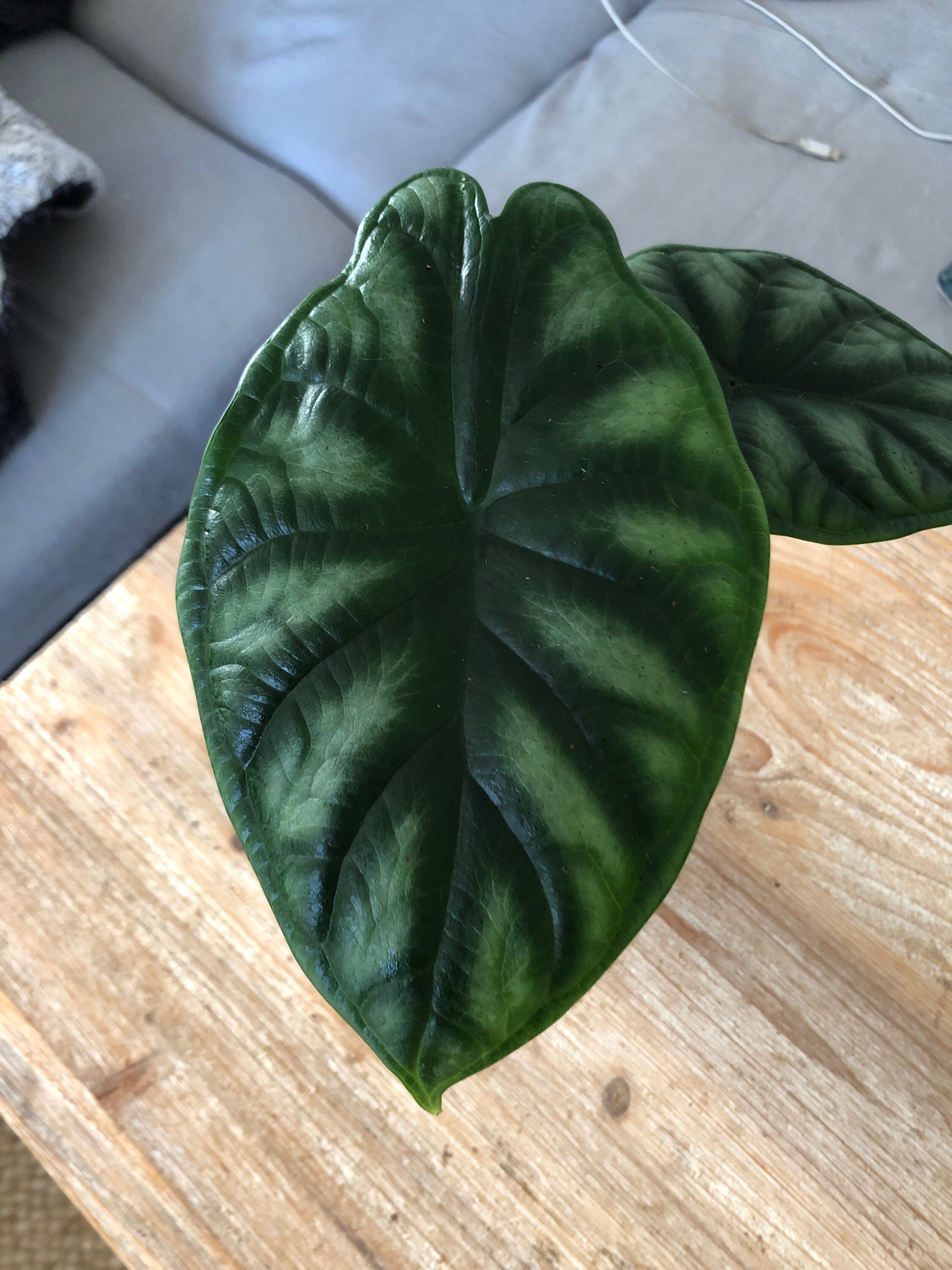 Alocasia Dragon Scale