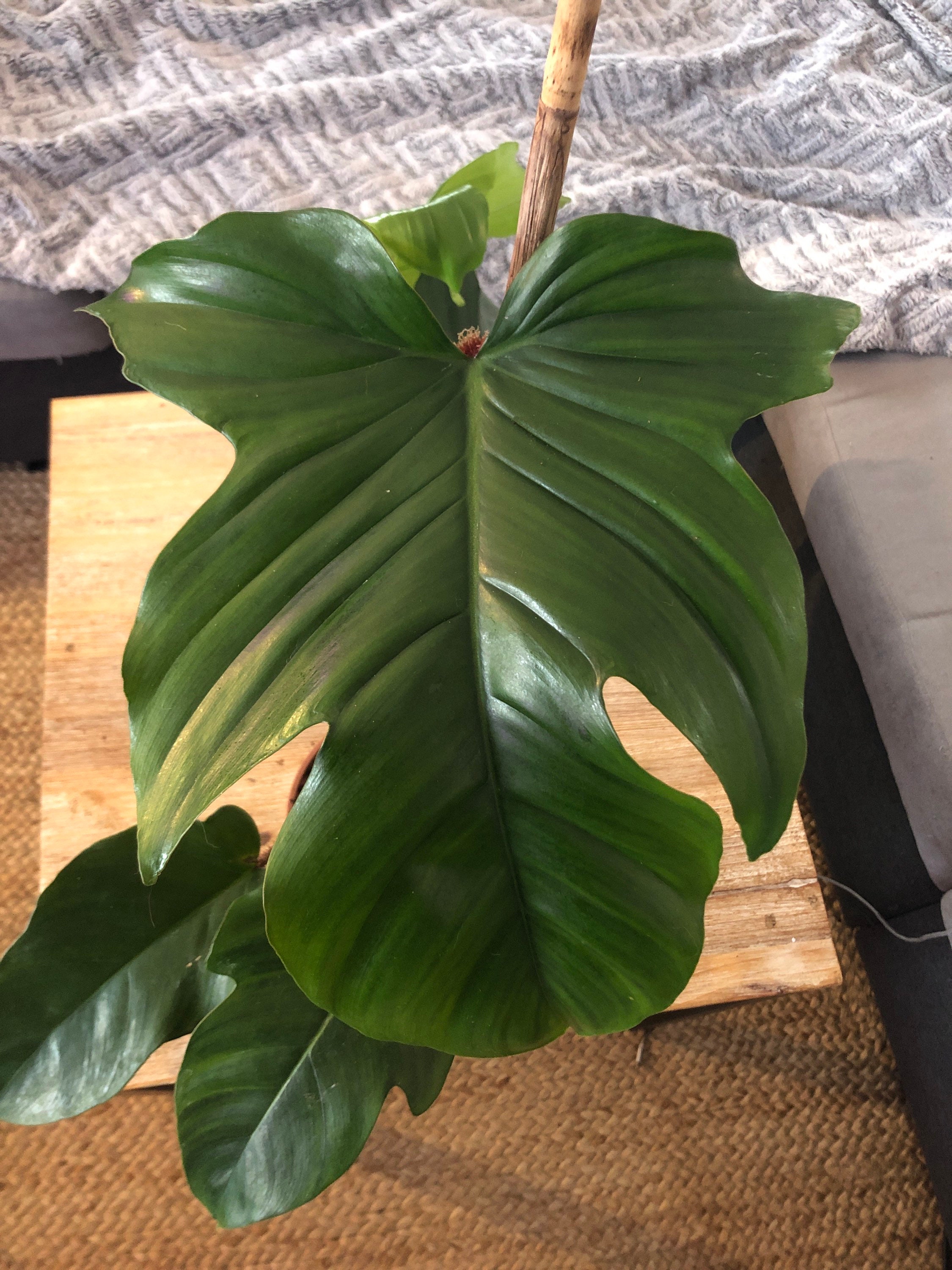 Plante Entière - Philodendron Squamiferum