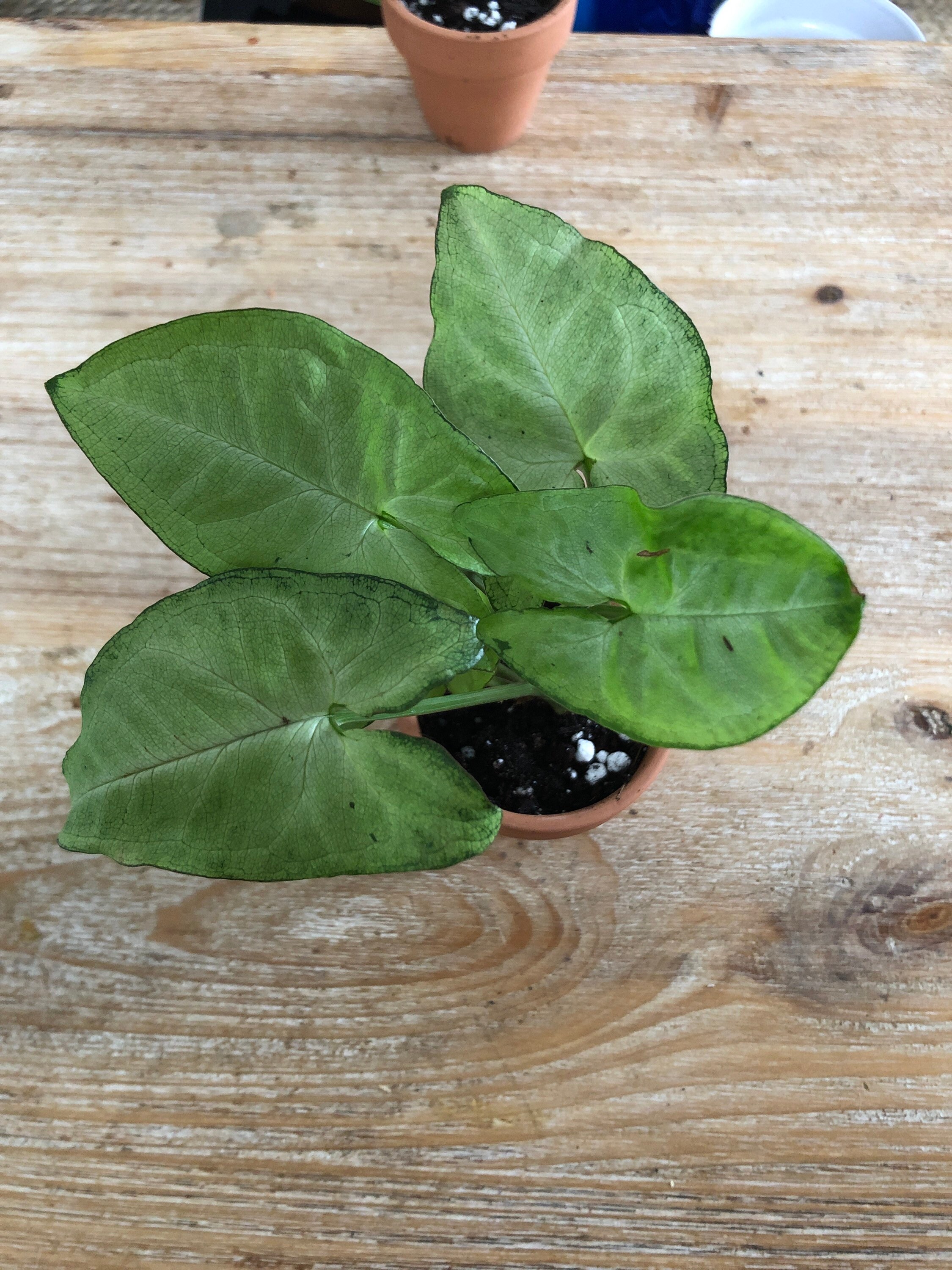 Syngonium White Butterfly Dans Son Pot en Terre Cuite.