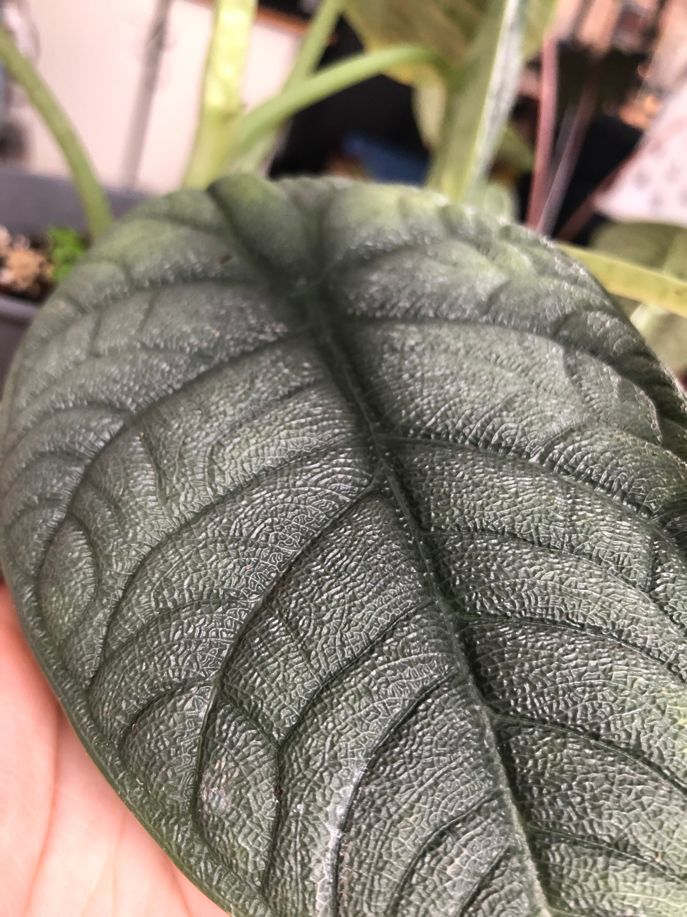 Alocasia Melo - Imparfaite