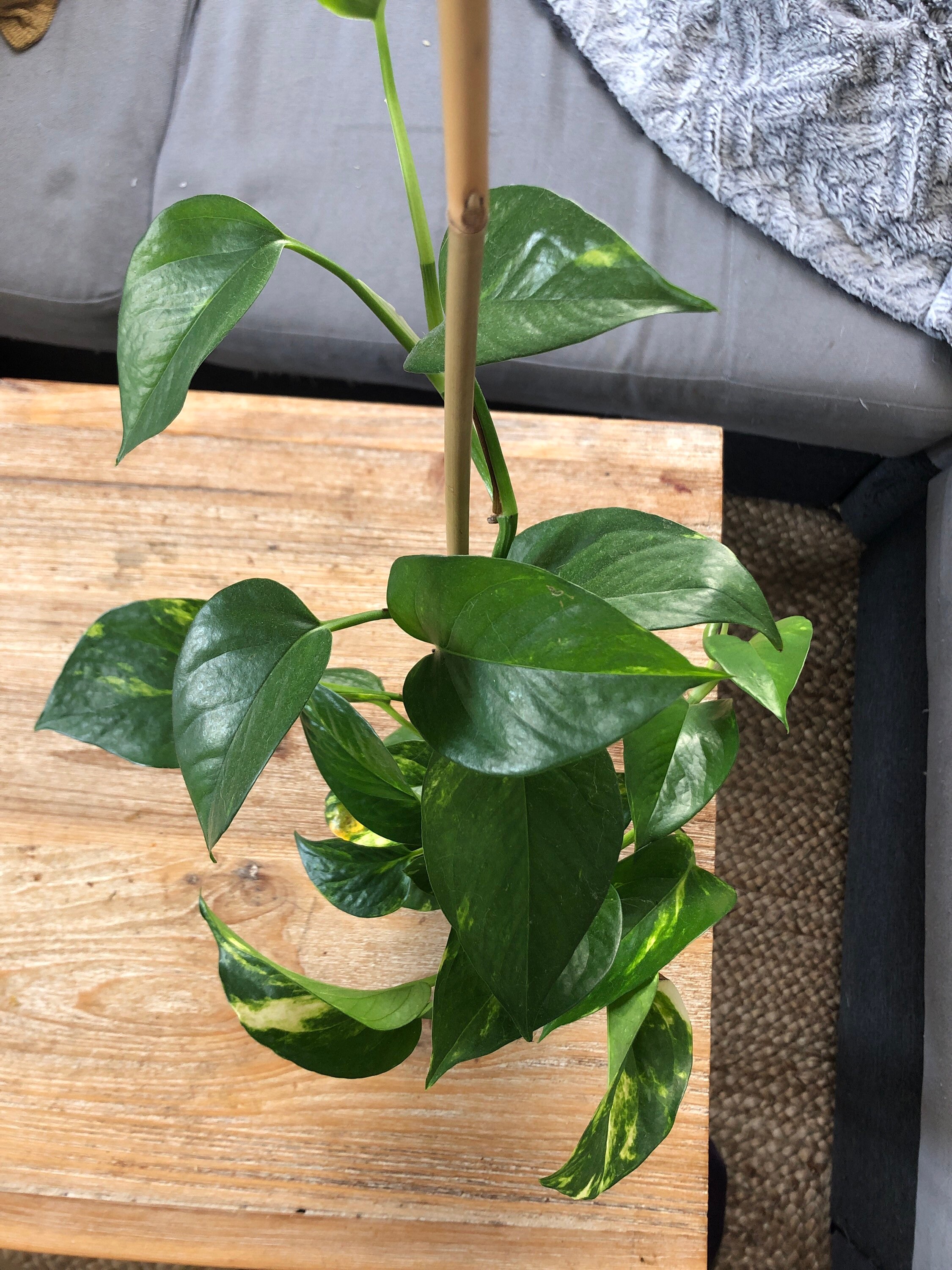 Pothos Golden/Epipremnum Aurea