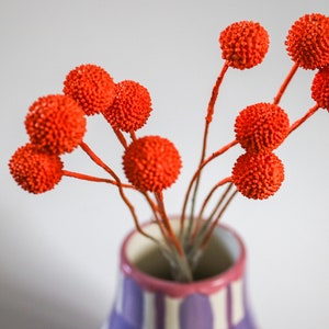 Orange Dried Craspedia Flowers | Billy Balls in Warm Rust Tones | Autumn Dried Flower Bunch | Craft & Gift Florals | UK Dried Stems