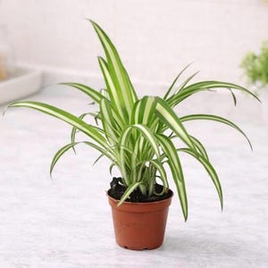 May include: A spider plant in a small brown pot. The plant features long, green leaves with white stripes. The pot is on a white surface. A small white tray and a small green plant in a white pot are in the background.