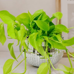 May include: A neon green pothos plant in a disco ball planter. The plant has long, trailing vines with bright green leaves. The disco ball planter is round and covered in small, reflective mirrored tiles. A beige vase with dried pampas grass is in the background.