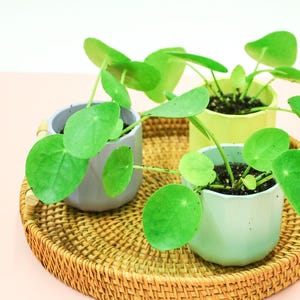 May include: A round woven rattan tray displays three small potted plants with vibrant green, circular leaves. The pots are in pastel shades of light blue, mint green, and yellow. The background is a soft pink and white.