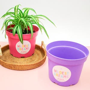 Lavender & Pink Plant Pots Set: 17cm Decorative House Pots
