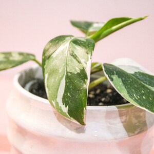 Philodendron White Princess: Rare Variegated Live Plant (6cm Pot)