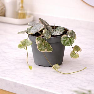 May include: A String of Hearts plant in a grey pot. The plant has heart-shaped leaves with green and silver patterns and cream edges. The pot sits on a white countertop.