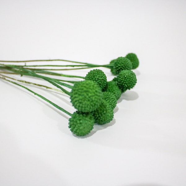 Green Dried Craspedia Flowers, Craspedia Dry Flower Bouquet Round Drumstick Flowers, Flower Arrangement, Dried Craspedia, Billy Buttons