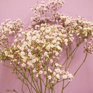 Dried Purple Gypsophila Bunch | Baby’s Breath Flowers Small or Large Bunch Boho Dried Flowers | Wedding Decor | UK Flower Gift Cake Flowers