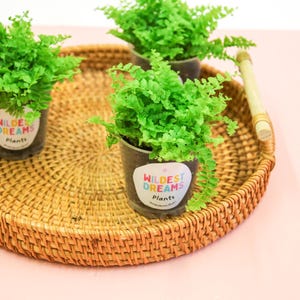 May include: A round, woven wicker tray holds three small potted ferns. Each pot has the text "Wildest Dreams Plants". The ferns have bright green fronds. The tray has wooden handles and sits on a pink surface.