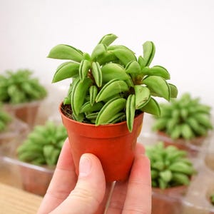 May include: A small, green succulent plant in a terracotta pot is held in front of a tray of similar plants. The succulent has thick, oval-shaped leaves with light green stripes. The pot is a warm, reddish-brown colour.