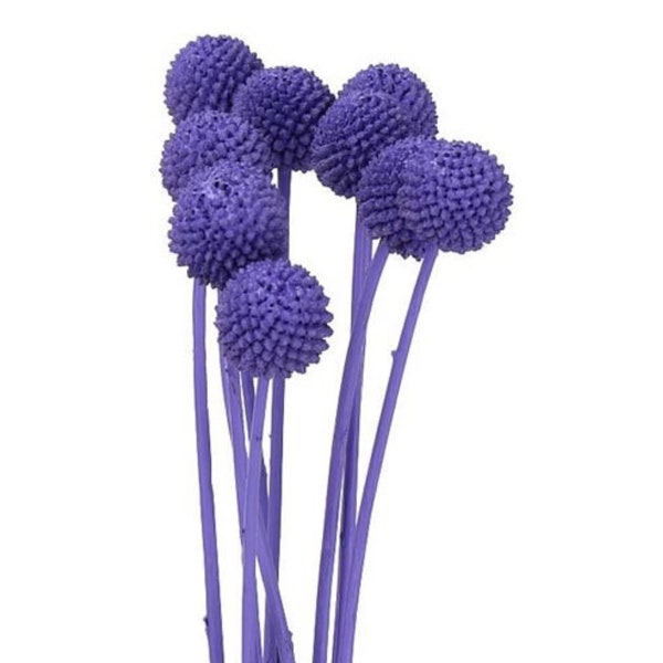 Fleurs de Craspedia séchées violettes, Craspedia séchées, Boules de Billy Button, Bouquet séché stabilisé Fleurs de Craspedia violettes, Bouquet de fleurs séchées