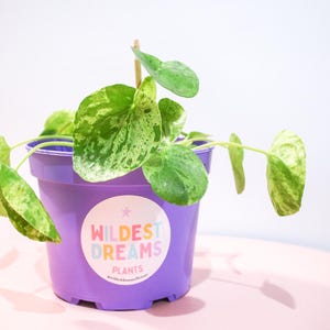 Lavender Plant Pot: 17cm Purple Plastic Planter with Drainage
