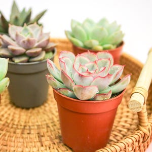 Indoor houseplant, mini succulents in 6cm pots, low maintenance gift, cute home office decor, tiny potted small indoor plant, desk plant