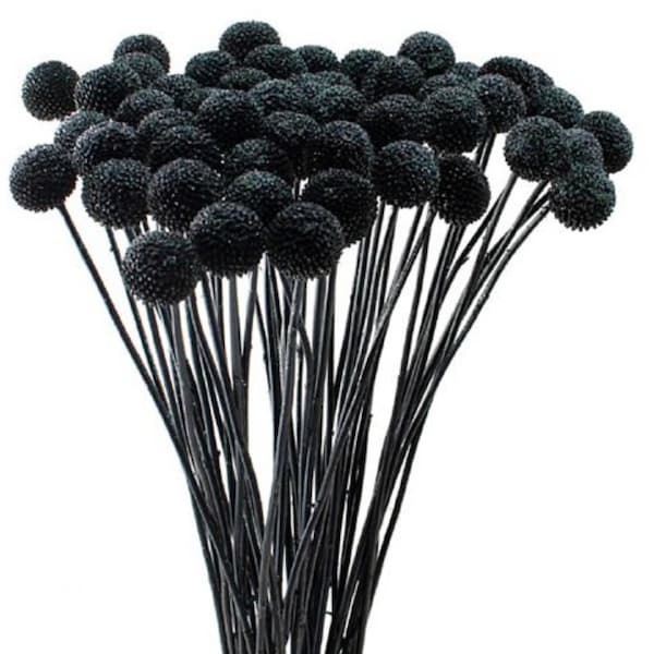 Fleurs noires séchées de Craspedia, bouquet de fleurs séchées Billy Button noir Craspedia, fleurs Craspedia, boules de billy séchées séchées, vraies fleurs