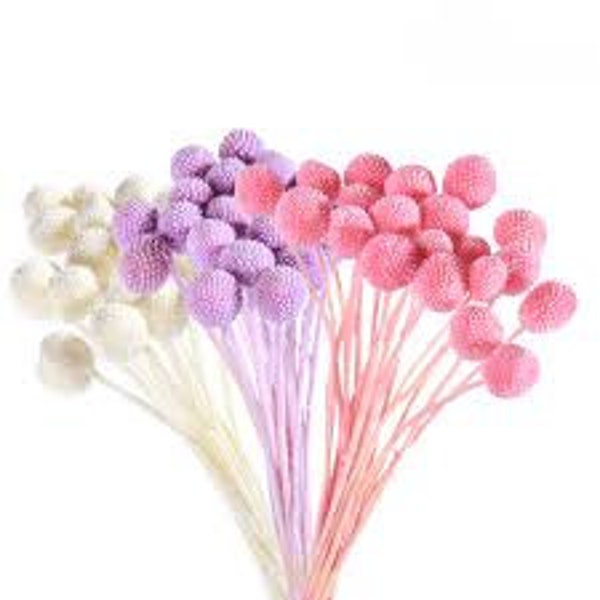 Pink Billy Button flowers, Real Natural Craspedia Flowers, Letterbox Flowers Gift, Rainbow Craspedia Stems, Wholesale order Dried Flowers