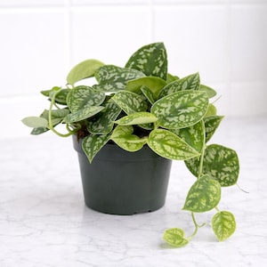 May include: A houseplant in a dark green pot, featuring green leaves with white speckles. The plant sits on a white surface, with a white tiled backdrop. The leaves have a distinctive pattern and are a vivid green.