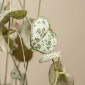 String of Hearts Plant: Ceropegia Linearis Trailing Vine (14 cm Pot)