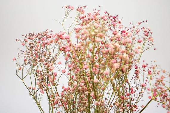 Gedroogde gipskruid bloemenboeket natuurlijke gedroogde bloemen gipskruid echte gypsophila takken voor bruiloft tafel vaas feest tuin DIY krans bloemen woondecoratie (paars