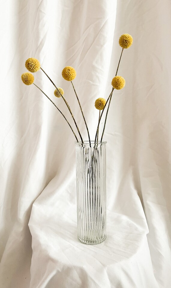 Craspedia flowers 2024