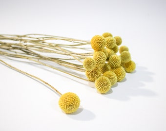 Yellow Billy Button flowers, Real Natural Craspedia Flowers, Letterbox Flowers Gift, Dried Craspedia Stems, Wholesale order Dried Flowers