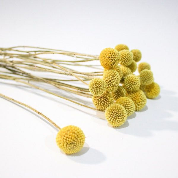 Yellow Billy Button flowers, Real Natural Craspedia Flowers, Letterbox Flowers Gift, Dried Craspedia Stems, Wholesale order Dried Flowers