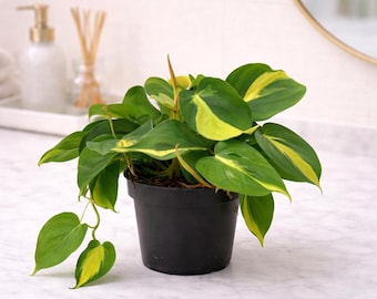 Philodendron Scanden Brasil -pot Size 15cm - Etsy UK