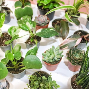 May include: A collection of small potted plants, including succulents and leafy varieties. The plants are in various pots, showcasing a variety of textures and shades of green, with some featuring pink and white variegation. The arrangement is on a white surface.