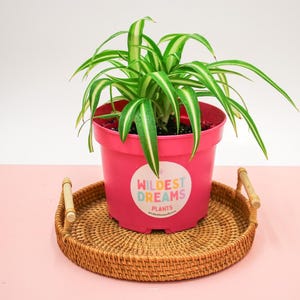 Pink Plant Pot: 17cm Round Plastic Planter, Garden Gift