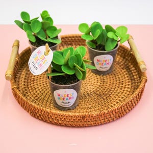 Peperomia Hope Plant | Peperomia Tetraphylla in 6cm Pot | Easy Care Trailing Houseplant | Cute Round Leaf Plant Gift | Pet Friendly