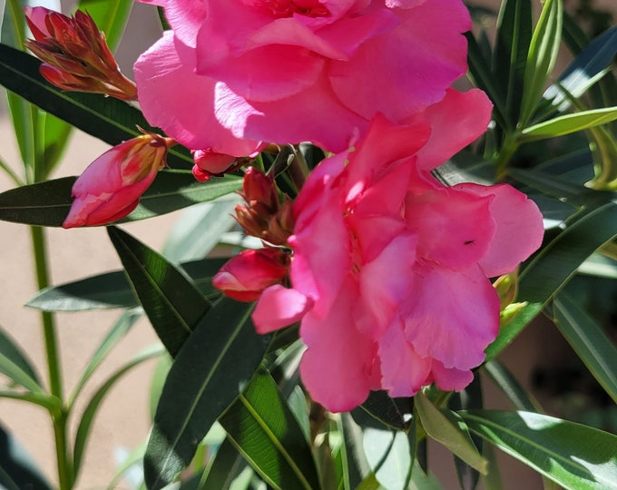 1 Alive Double Oleander, Well Rooted, Young Plant - Etsy