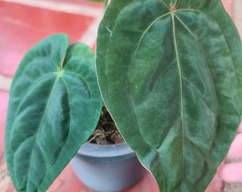 Anthurium Rio Guanche Dressleri X Open (Likely pap)