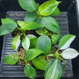 Philodendron White Wizard