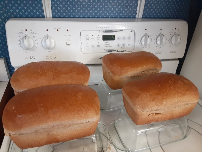 K&ouml;nnte beinhalten: Vier Laibe frisch gebackenes braunes Brot auf Glasplatten. Das Brot liegt auf einer wei&szlig;en Arbeitsplatte vor einem wei&szlig;en Herd mit einer Digitaluhr, die 1:09 anzeigt.
