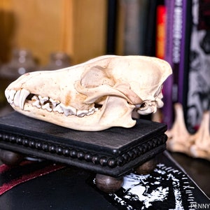 Hand Processed, Naturally Sourced Coyote Skull