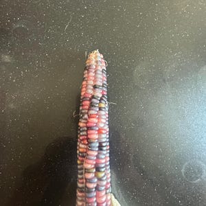 Op de afbeelding: Een enkele kolf siermaïs met een dichte rangschikking van veelkleurige korrels in tinten dieppaars, donkerblauw, magenta en zachtroze, met een klein deel van het gedroogde, lichtbeige omhulsel zichtbaar aan de onderkant.