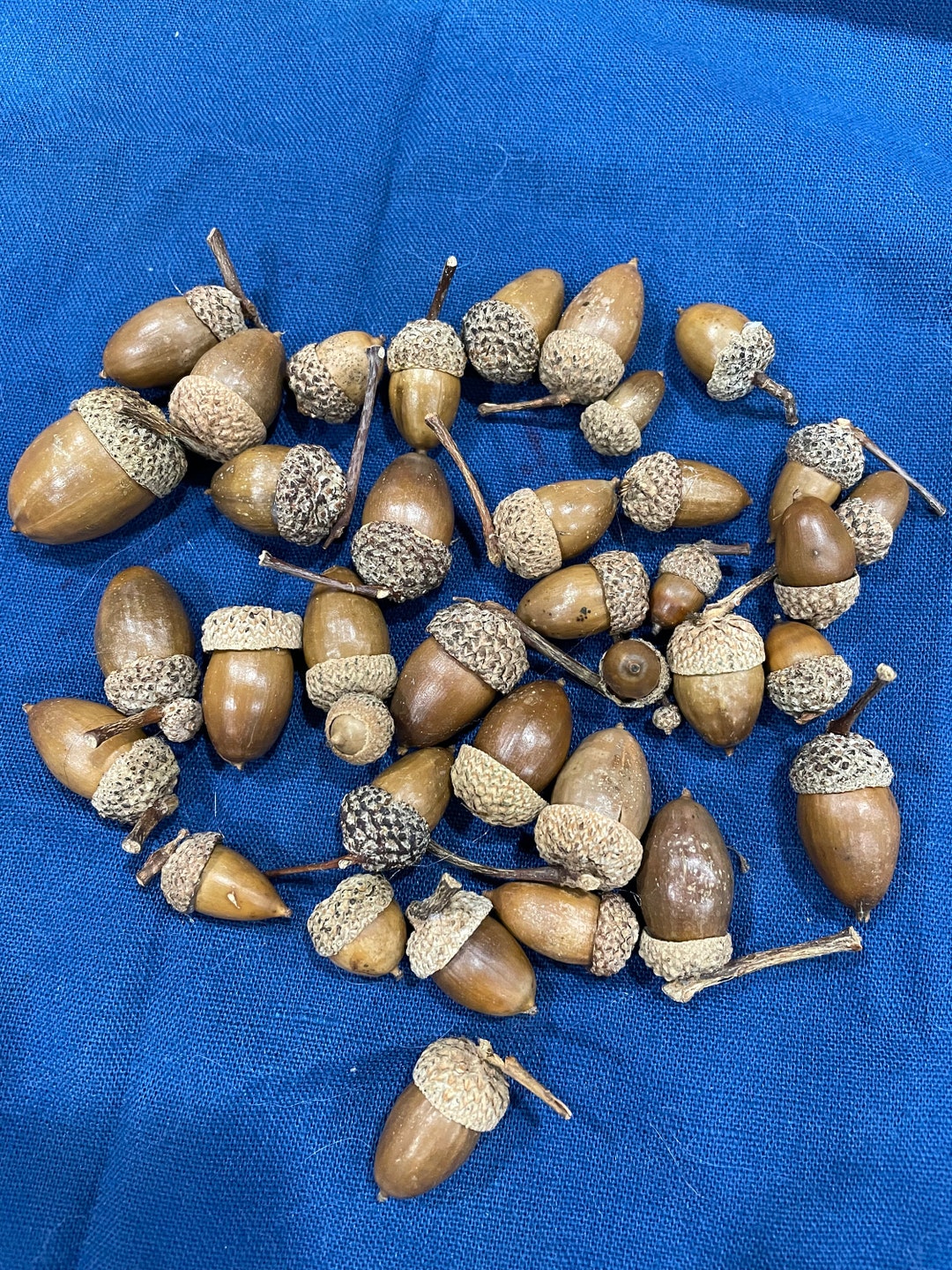 50 All Natural Acorns Mix Sizes With and Without Caps of White, Black ...