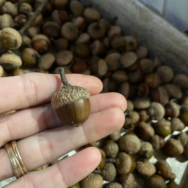 NEW 2023 50 All Natural Acorns Med, Small n XS Sizes with Caps all Black & Red Oak Tree Acorns Autumn Holiday Decorations Crafts Supplies