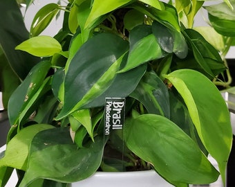 Custom Houseplant ID Markers - PHILODENDRON A-L - Acrylic Laser Engraved Name Tag with Scientific Name