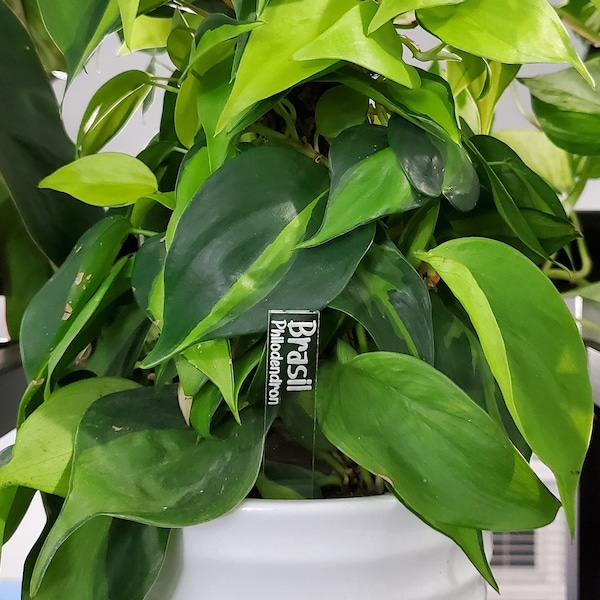 Houseplant ID Markers - Garden Tag - Philodendron Plant A-L