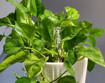 Houseplant ID Markers - Garden Tag - Pothos Plant