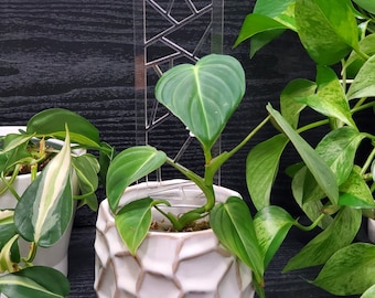 Geometric Trellis for Vining Houseplants Upright Houseplants - Great for Leca!