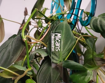 Custom Houseplant ID Markers - PHILODENDRON M-Z - Acrylic Laser Engraved Name Tag with Scientific Name