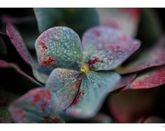 Hydrangea in Autumn