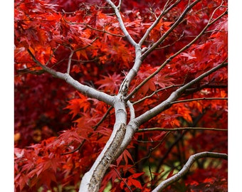 Japanese Maple Tree_II