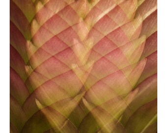 Bromeliad bloom