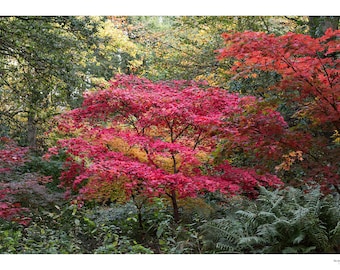 Japanese Maple Tree