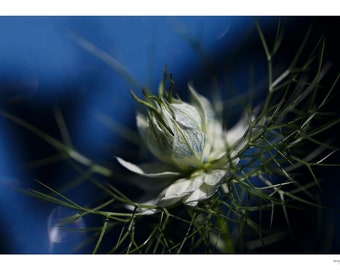 Love in a mist